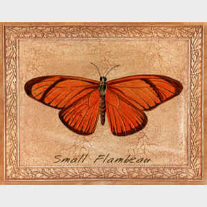 Small Flambeau Butterfly