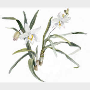 White Dendrobium Orchid