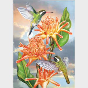 White Eared Hummingbirds with Torch Ginger