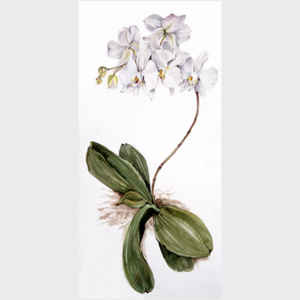 White Phalaenopsis I