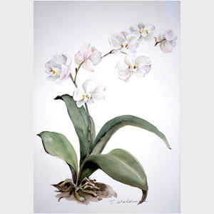 White Phalaenopsis II