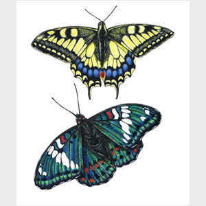 Yellow Swallowtail and Gaudy Baron Butterflies