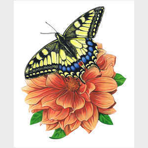Yellow Swallowtail Butterfly II
